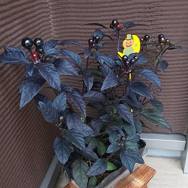 KOHAKUさんの部屋