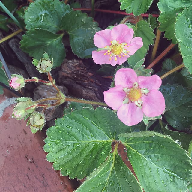 greenroseさんの実例写真
