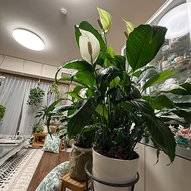 Aqettyさんの部屋