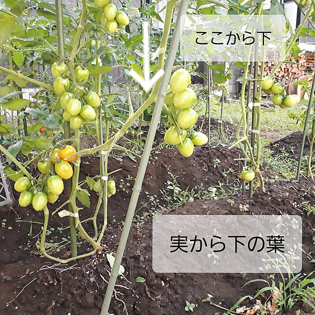 玄関/入り口/ミニトマト/葉かき/ついでに芽かきも/家庭菜園...などのインテリア実例 - 2022-06-29 08:47:24