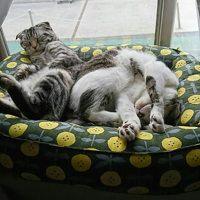 Gomaさんの実例写真