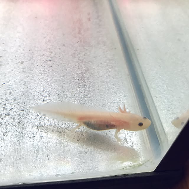 koさんの実例写真