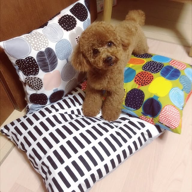 shihoshihomachiさんの実例写真