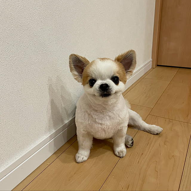 shinjiさんの実例写真