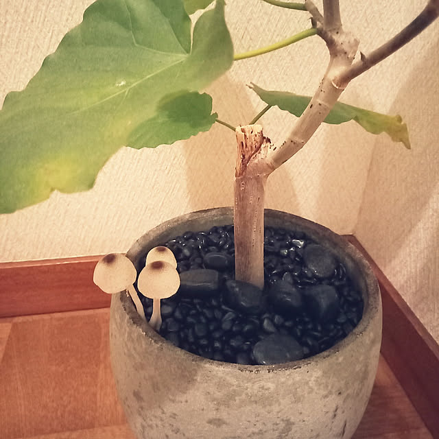 rhuさんの実例写真