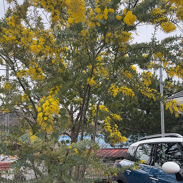 panchikunさんの実例写真
