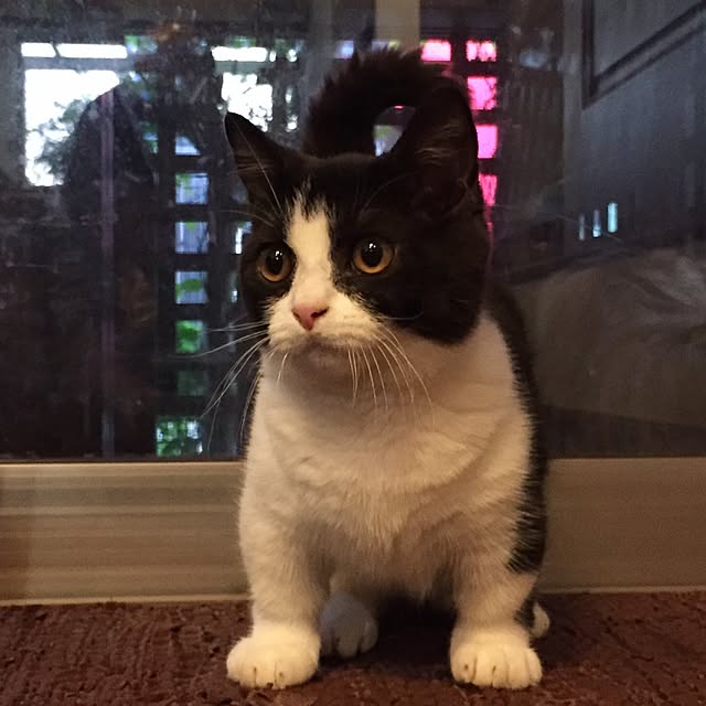 butachanさんの実例写真
