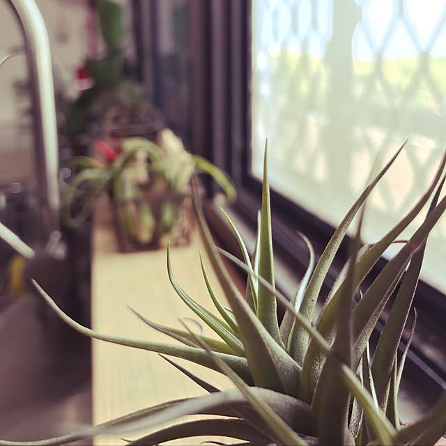 xaioさんの実例写真