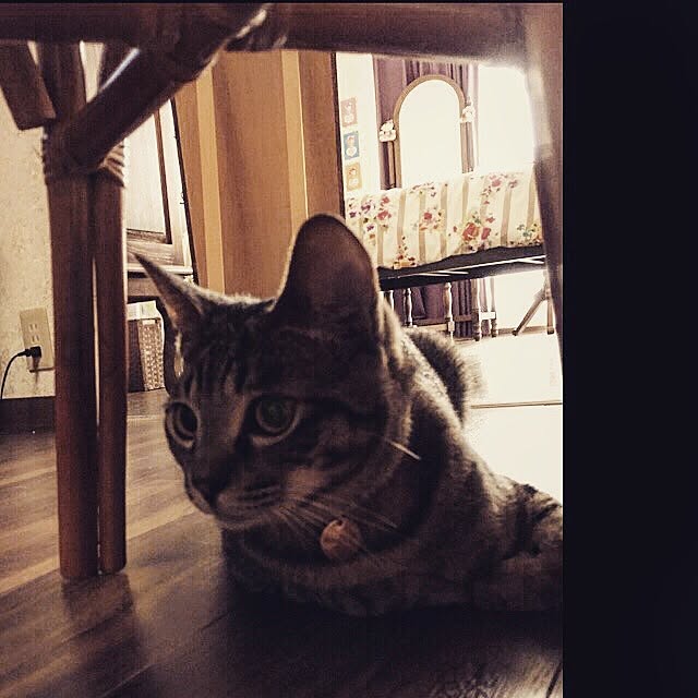 kayakoさんの実例写真