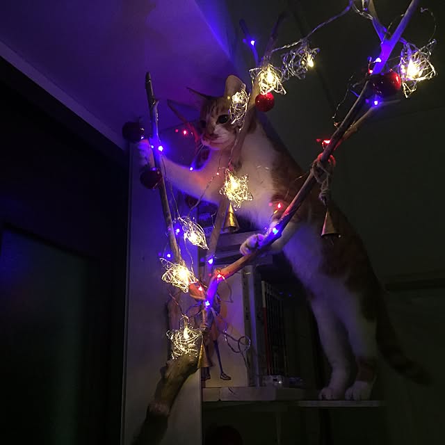 ktnさんの実例写真