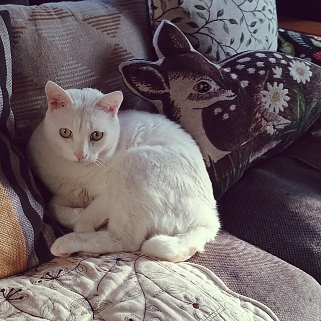 amifuuさんの実例写真