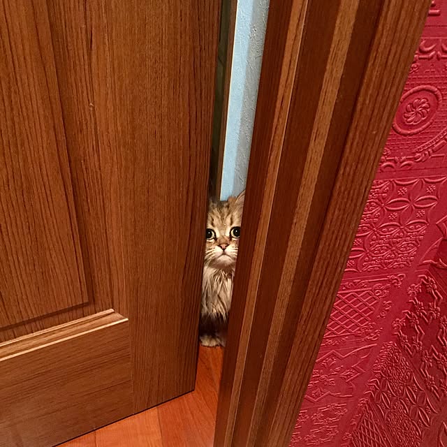 butachanさんの実例写真