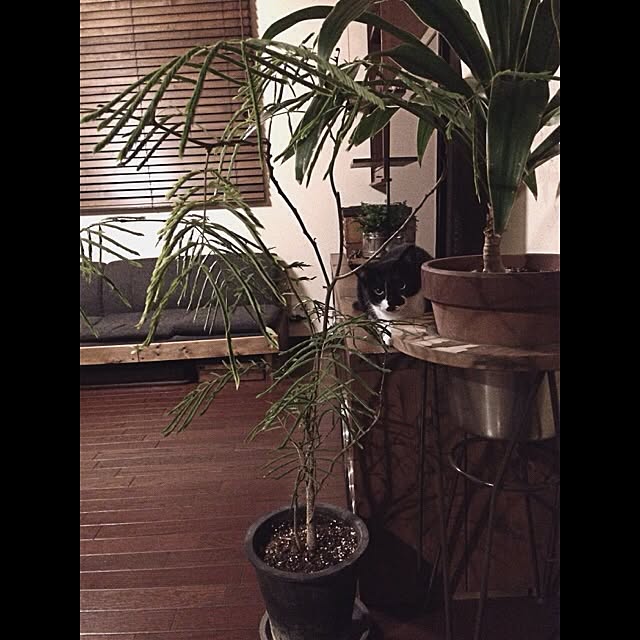 jnkaiさんの実例写真