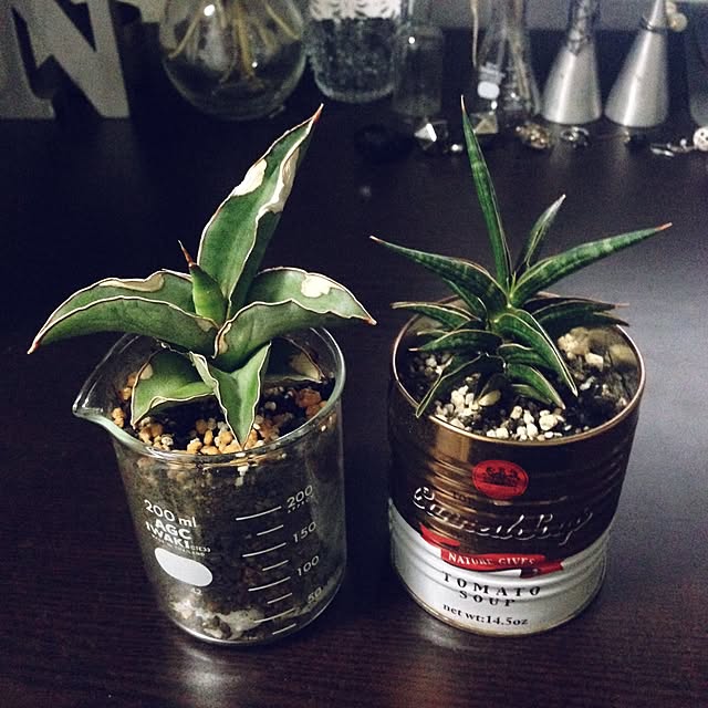 Toroさんの実例写真