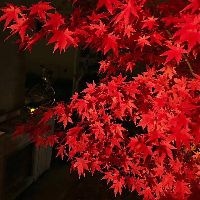SAYOさんの実例写真