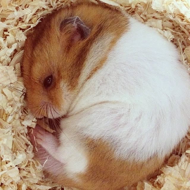 bichunosukeさんの実例写真