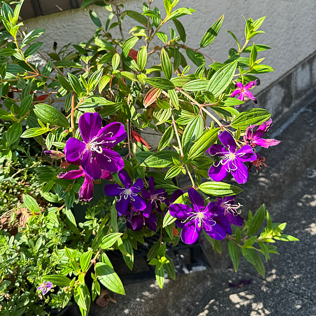 mamizaさんの実例写真