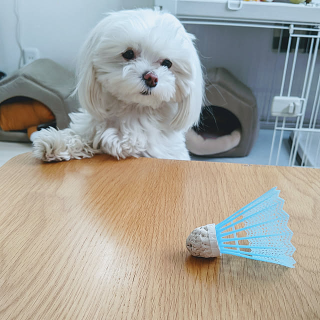 yokkoさんの実例写真