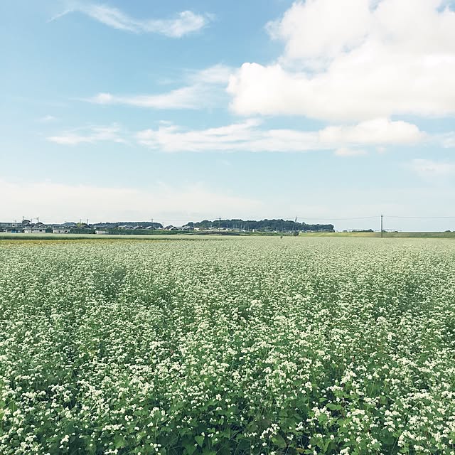 scabiosa1982さんの実例写真