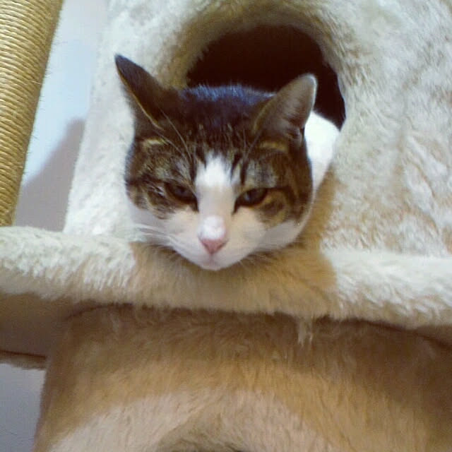machikomamaさんの実例写真