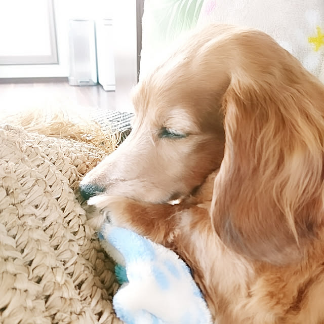 cocosorasakuさんの実例写真