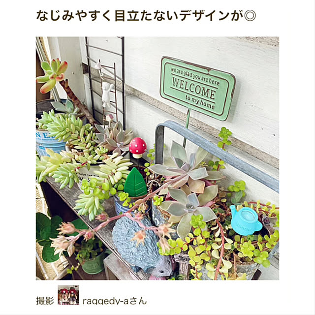 raggedy-aさんの実例写真