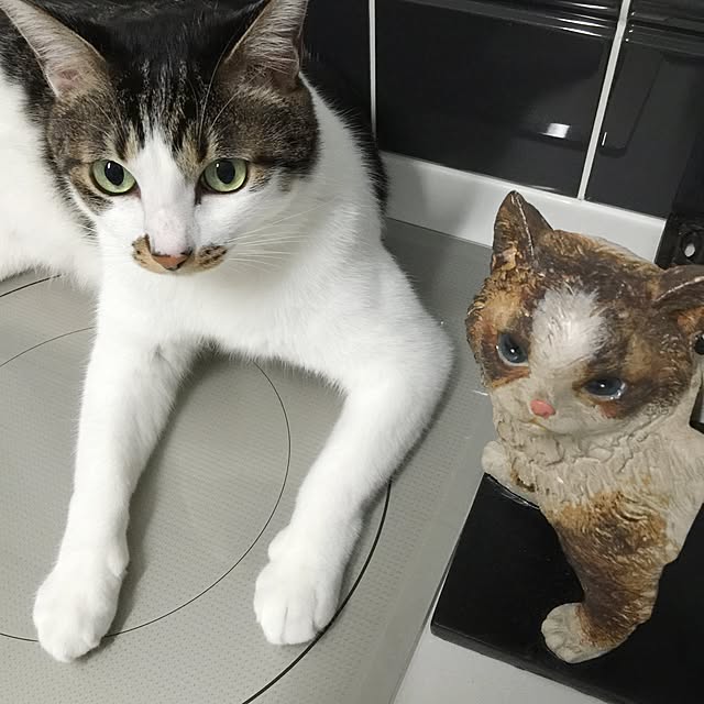 yuchiさんの実例写真
