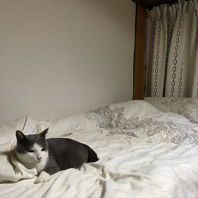 Renyaaaaaさんの実例写真