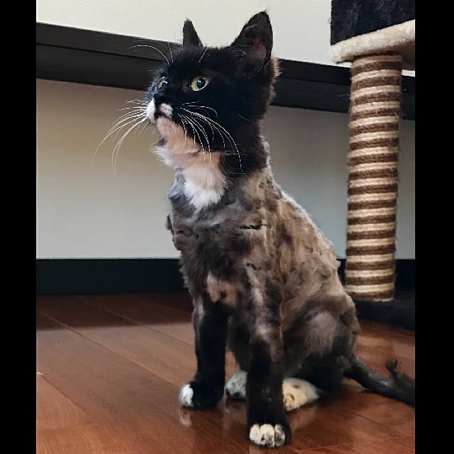 butachanさんの実例写真