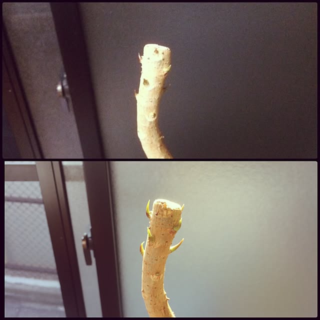 yukaさんの実例写真