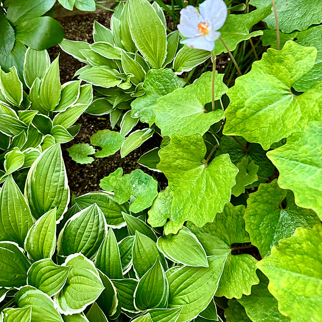 mamizaさんの部屋