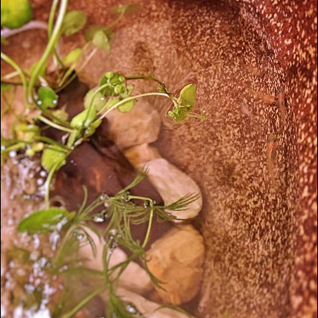dicekbeetleさんの実例写真