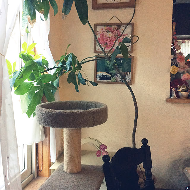 momokiriさんの実例写真