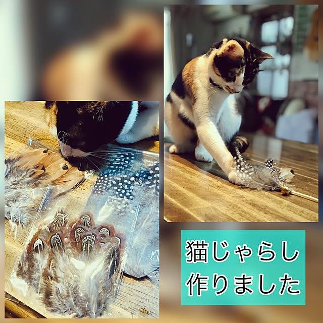 鳥の羽根/猫じゃらし/ハンドメイド/猫のいる日常/三毛猫...などのインテリア実例 - 2023-01-18 09:09:53