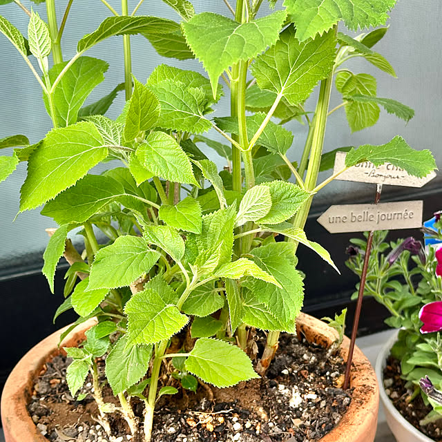 miyumiyuさんの部屋