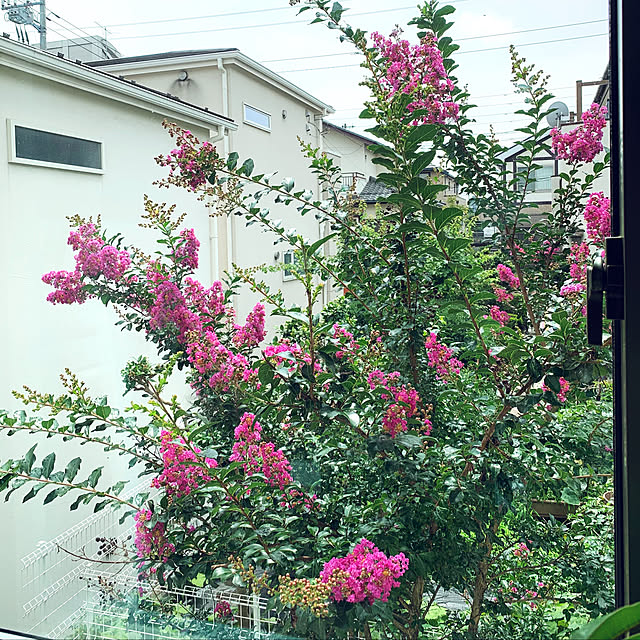 Tinoさんの実例写真
