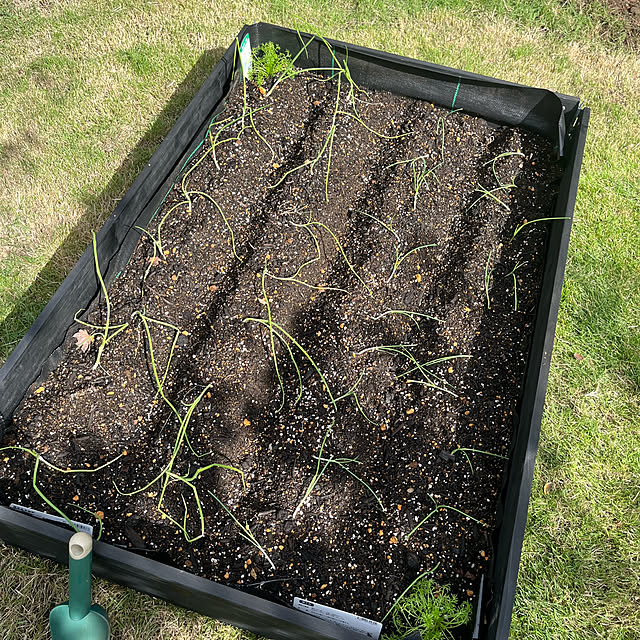 Virolさんの部屋