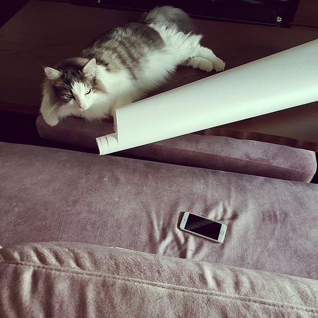 mofさんの実例写真