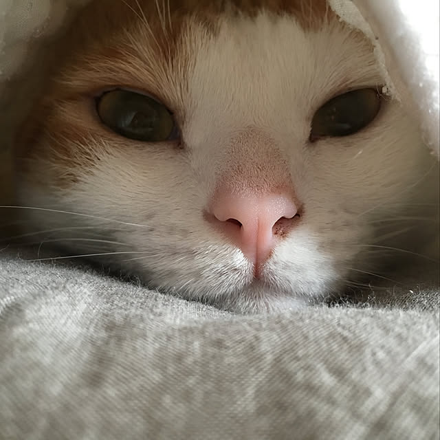 bikkeさんの実例写真