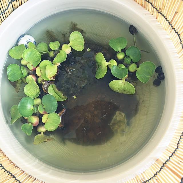 c.roomさんの実例写真