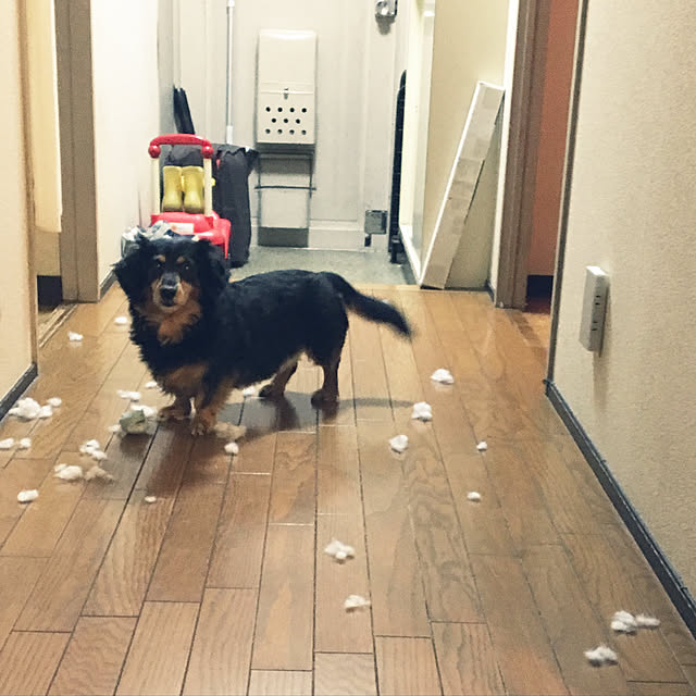 ohanaさんの実例写真