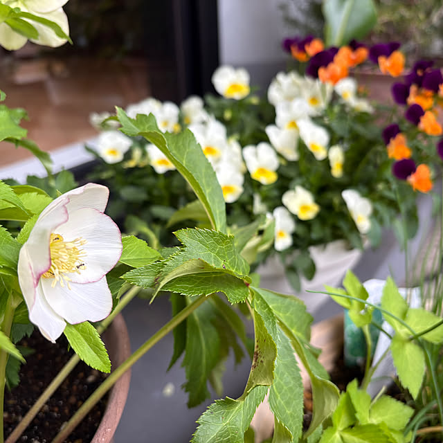 mikiさんの実例写真