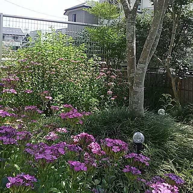 portulacaさんの実例写真