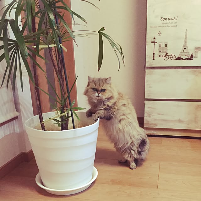 r-m.sさんの実例写真