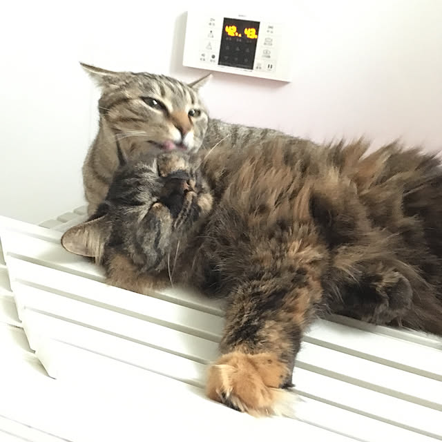 mikomaruさんの実例写真
