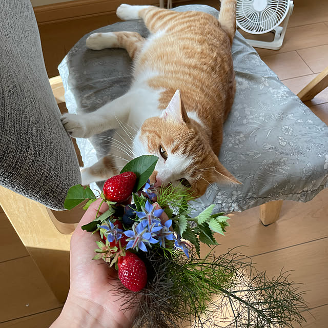 suyaさんの実例写真