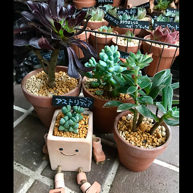 butachanさんの実例写真