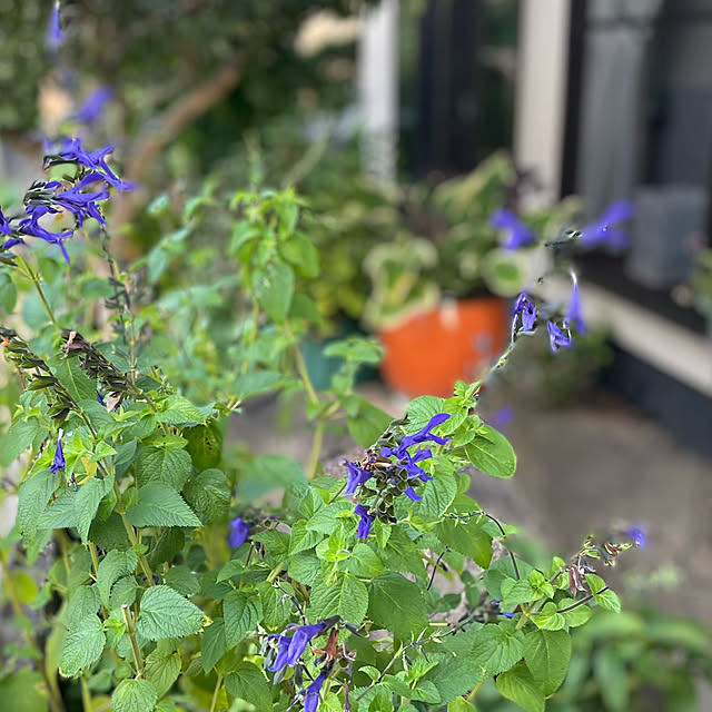 buchiさんの部屋