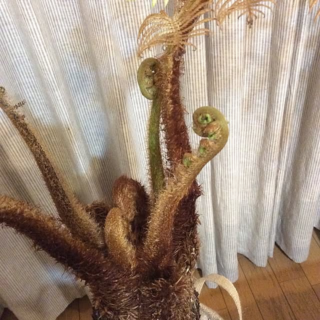 cinacoさんの実例写真