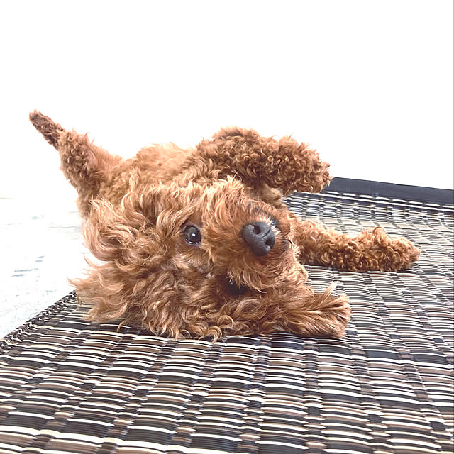 MOMOMAMAさんの実例写真